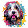 Bunter Bearded Collie
