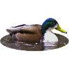 Mallard Duck Duck Duck