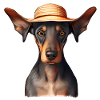 Dobermann Dobermanntrainer Hund Dobermannwelpe