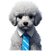 Caniche Dog Propriétaire Caniche Chiot Chiot Chien Amour Chien Amour Chien Amour