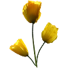 Mohn gelbe Mohnblumen