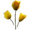 yellow poppies yellow poppy