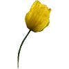 Coquelicot jaune Coquelicot Coquelicot