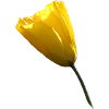 Coquelicot jaune Coquelicot Coquelicot