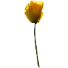 Coquelicot jaune