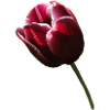 Tulipes tulipes