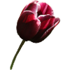 Tulip burgundy right