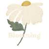 Blooming - White Daisy Flower