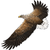 White-tailed eagles in flight
