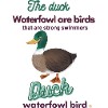 Duck the duck