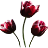 Tulip burgundy tulips