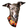 Little Greyhound