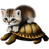 Cat on turtle