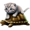 Cat on turtle