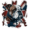 Grumpy English Bulldog