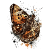 Encre papillon et aquarelle
