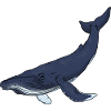 Couleur baleine bleue