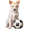 Hund mit Ball