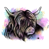 Scottish Highlander