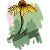 Coneflower
