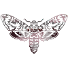 Moth,contour,gris,beige,mite