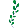 Flower Flower Plant