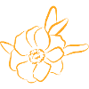 Flower Flower Plant