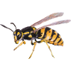 Wasp