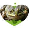 Frog Toad Frogs Prince