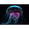 Cyber Jellyfish