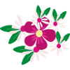 Flower Flower Plant