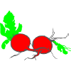 Radish