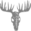 Moose skull / Moose sake