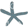 Seestern moin