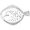 flatfish brilliance