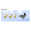 Duck Quack Quack