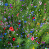 Lush flower meadow