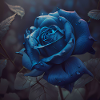 Portrait d’une rose