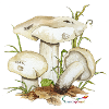 Mai-Ritterling oder Maipilz (Calocybe gambosa)