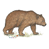 Braunbär