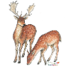 Fallow deer and doe