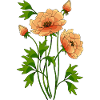 Fleur