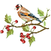 Bunter Vogel