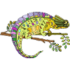Chamäleon