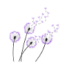lila Dandelion
