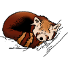Red panda
