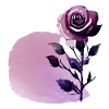 Rose flower rose design