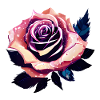 Rose Rose Design Flowers