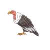 Vulture