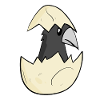 Bébé corbeau